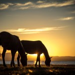song kol lake horses in sunset
