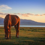 song kol lake horse